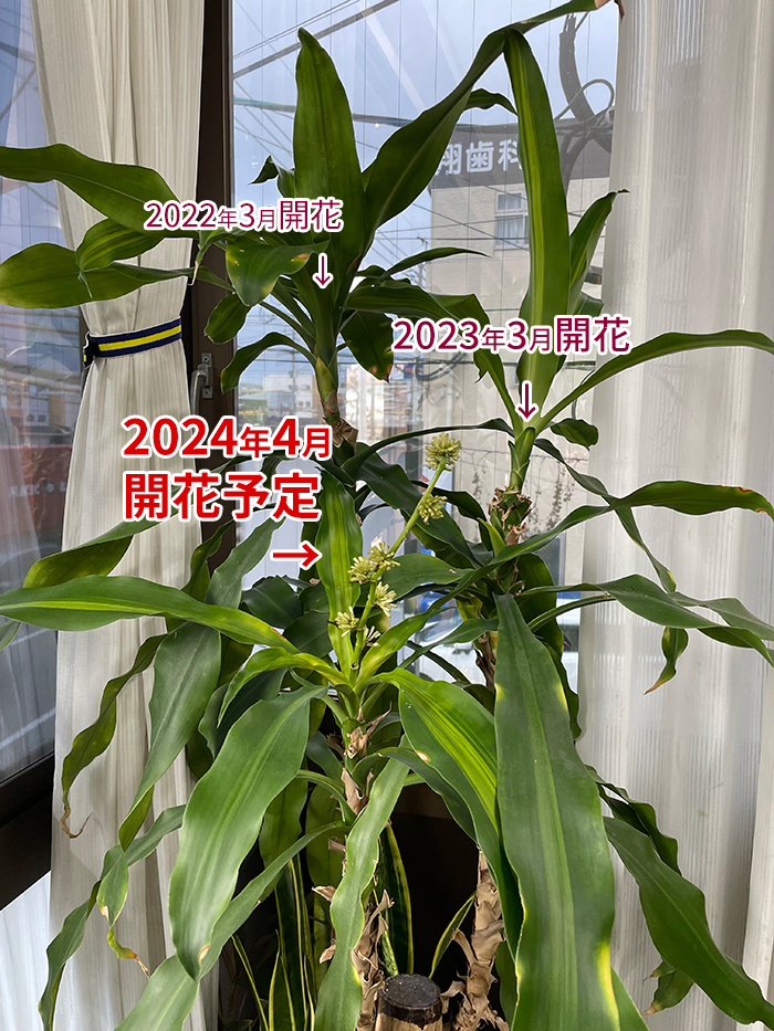 3年連続開花！幸福の木（ドラセナ）